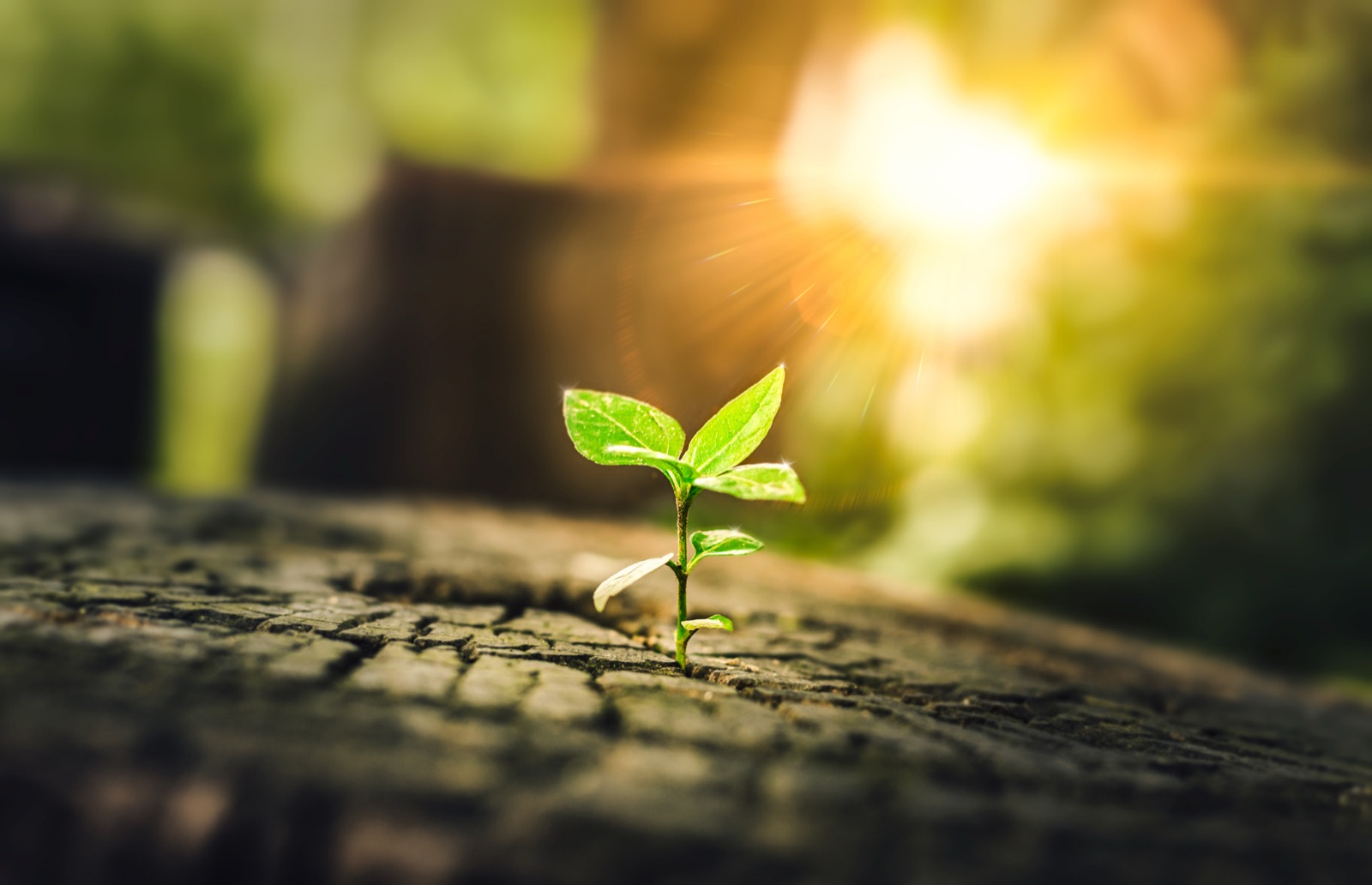 A small seedling growing from an old tree stump